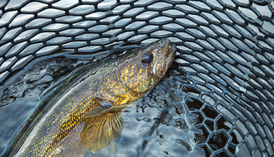 Living on the Ledge-A Pigeon Lake Walleye Goldmine